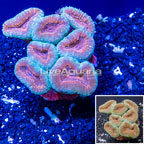 Lobed Brain Coral Indonesia (click for more detail)