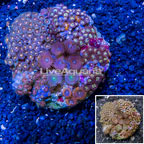 Zoanthus Coral Indonesia (click for more detail)