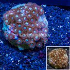 Zoanthus Coral Indonesia (click for more detail)