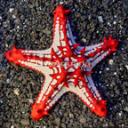 Red Knob Sea Star (click for more detail)