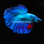 Halfmoon Betta, Male (click for more detail)