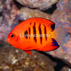 Flame Angelfish (click for more detail)