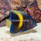 Maculosus Angelfish (click for more detail)