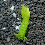 Green Mantis Shrimp (click for more detail)