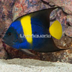 Asfur Angelfish (click for more detail)