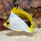 Declivis Butterflyfish (click for more detail)