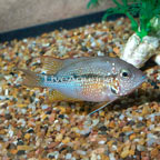 Ellioti Cichlid  (click for more detail)