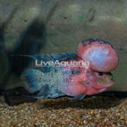 Flowerhorn Cichlid (click for more detail)