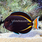 Achilles White Cheek Tang Hybrid EXPERT ONLY (click for more detail)