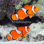 ORA® Captive-Bred Misbar Ocellaris Clownfish (Retired Broodstock Pair) (click for more detail)