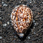 Cowrie Tiger Snail (click for more detail)