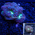 Australia Cultured Blastomussa Coral  (click for more detail)