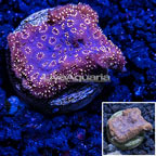 LiveAquaria® Cultured Pavona Coral (click for more detail)