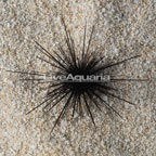 Black Longspine Urchin  (click for more detail)