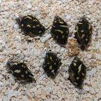 Dove Snail, Group of 6 (click for more detail)