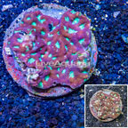 Favites Coral Indonesia (click for more detail)