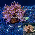 Tree Coral Indonesia (click for more detail)