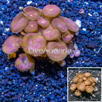 Protopalythoa Coral Indonesia (click for more detail)