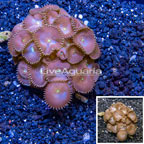Protopalythoa Coral Indonesia (click for more detail)