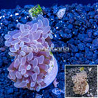 LiveAquaria® Cultured Hammer Coral (click for more detail)