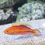 Splendid Pintail Fairy Wrasse Terminal Phase Male (click for more detail)