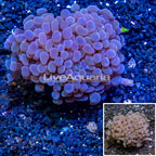 LiveAquaria® Cultured Hammer Coral (click for more detail)