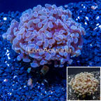 LiveAquaria® Cultured Hammer Coral (click for more detail)