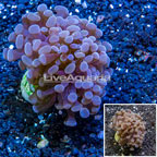 LiveAquaria® Cultured Hammer Coral (click for more detail)