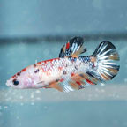 Koi Betta Female  (click for more detail)