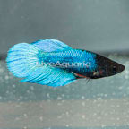 Betta Female (click for more detail)