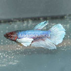 Dumbo Betta Female (click for more detail)