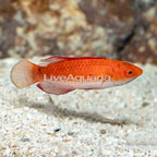 Magma Fairy Wrasse (click for more detail)