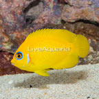 Lemon Peel Angelfish (click for more detail)