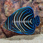 Koran Angelfish (click for more detail)