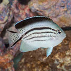 Lamarck Angelfish (click for more detail)