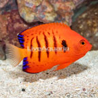 Flame Angelfish (click for more detail)