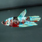 Koi Betta (click for more detail)