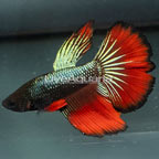 Rose Tail Betta, Male  (click for more detail)