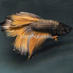 Musturd Betta, Male  (click for more detail)