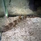 Brown Banded Bamboo Shark EXPERT ONLY (click for more detail)