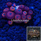 LiveAquaria® Cultured Ultra Zoanthus (click for more detail)