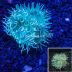 Australia Cultured Duncan Coral (click for more detail)