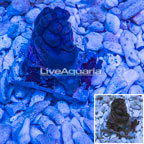 Sea Squirt (click for more detail)