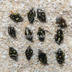 Dove Snail, Group of 12 (click for more detail)