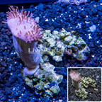 Toadstool Leather Coral Vietnam (click for more detail)