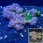 Xenia Coral Vietnam (click for more detail)