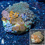 Zoanthus Coral Indonesia (click for more detail)