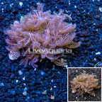 Waving Hand Coral Vietnam (click for more detail)