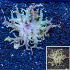 Sinularia Leather Coral Vietnam (click for more detail)