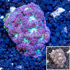 LiveAquaria® Cultured Blastomussa Merletti Coral (click for more detail)
